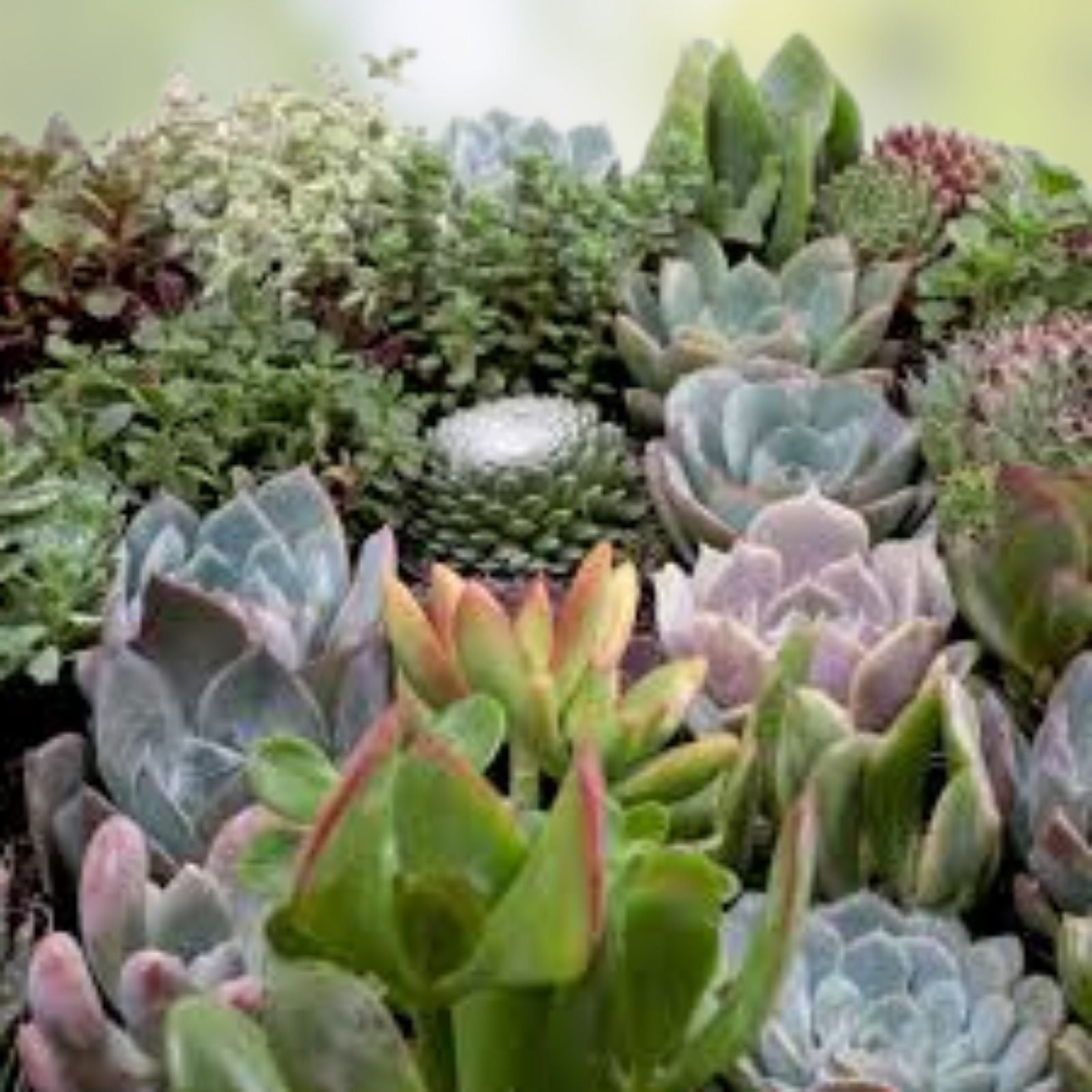 50 Mixed Succulent Cuttings | 25 Varieties Live Plants for DIY Garden Decor, Arrangements, and Crafts