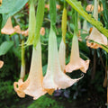 Brugmansia arborea Seeds 10 Pack White Angel's Trumpet Tropical Perennial Plant Starter Cuttings