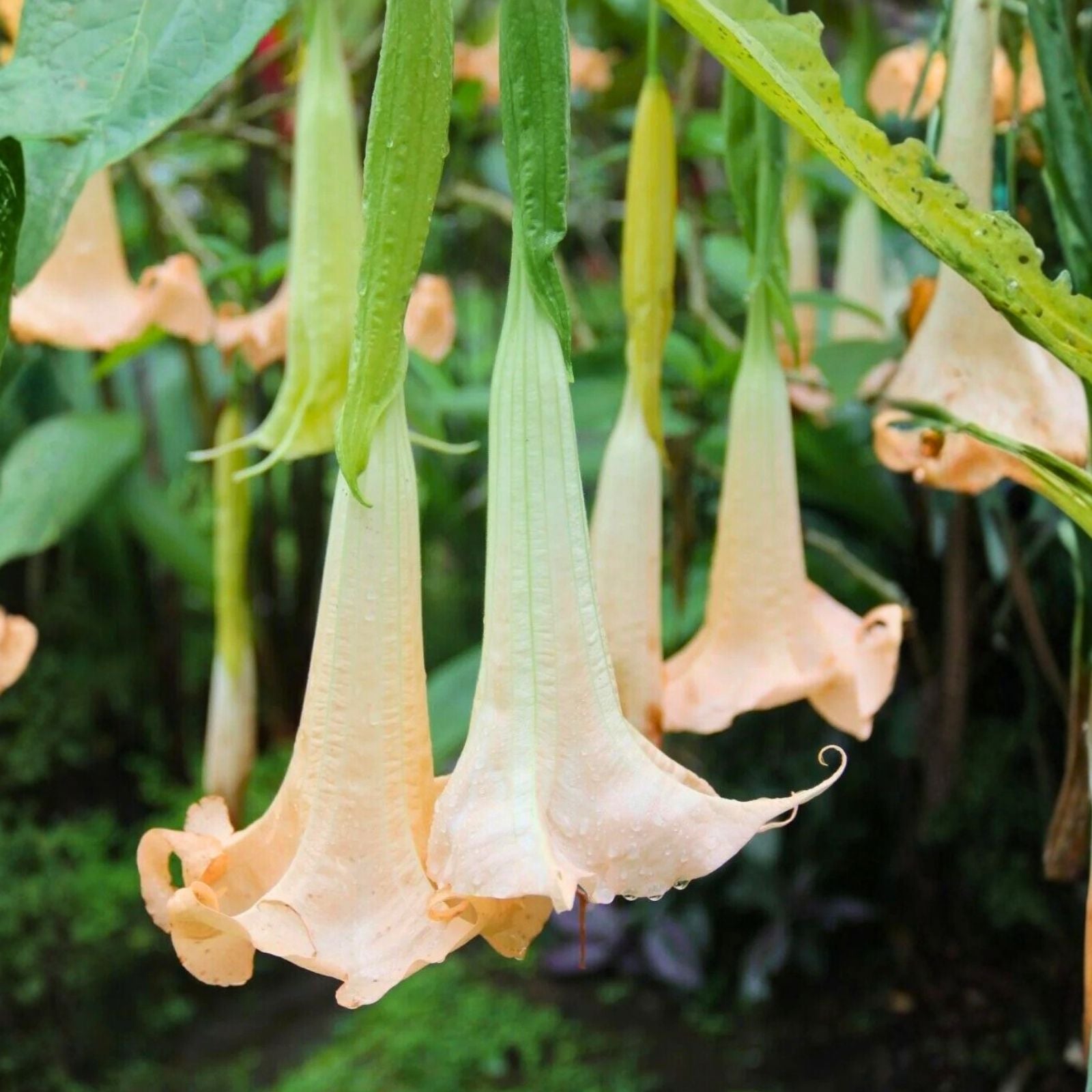Brugmansia arborea Seeds 10 Pack White Angel's Trumpet Tropical Perennial Plant Starter Cuttings