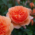 Chippendale Rose Cuttings – 3 Propagation Cuttings for Rooting or Grafting – Rosa spp. – Rare Garden Plant Propagation Material