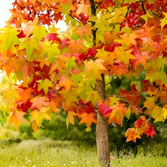 Sweet Gum Tree Seedlings 10" 5-Pack, Liquidambar styraciflua Native Southern Alabama, Live Tree Starter Plants