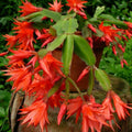 Epiphyllum Orchid Cactus Cutting 6-10" Magenta Blooms Fresh Plant Propagation Epiphyllum spp.