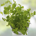Sweet Mint Live Plant - Fresh Mentha spicata Herb for Culinary, Mojitos, Aromatic Herb Garden