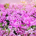 Creeping Phlox Live Plants Set of 2, Lavender Ground Cover, Phlox subulata, Garden Starter Plants, Ground Cover Plant, Live Plant