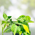 Variegated Brazilian Pothos Plant, Live Rooted Indoor Houseplant, Hederaceum Brasil, Trailing Vine, Easy Care, Cutting, Starter Plant