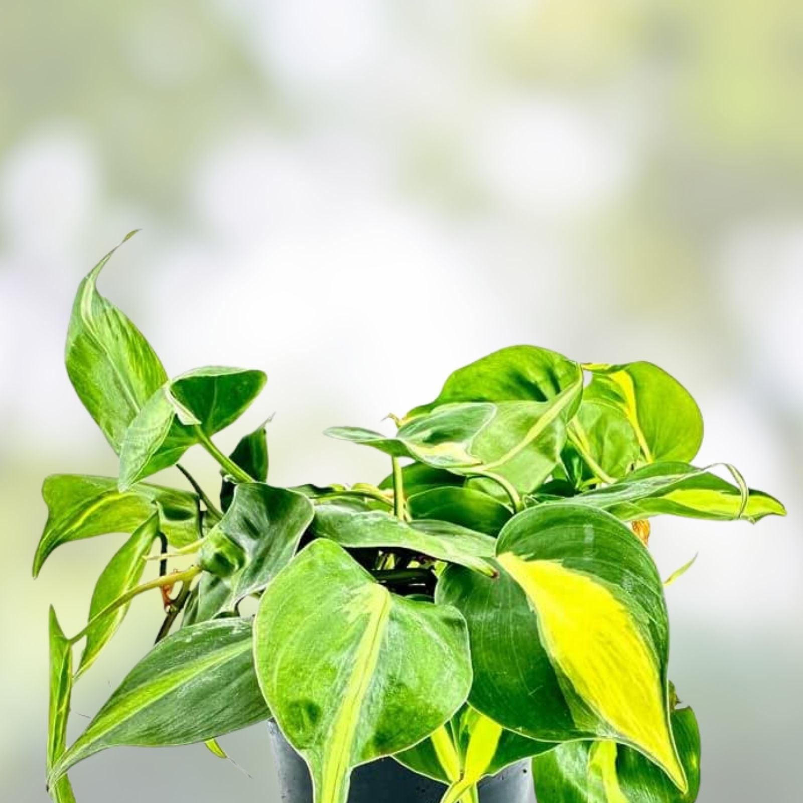 Variegated Brazilian Pothos Plant, Live Rooted Indoor Houseplant, Hederaceum Brasil, Trailing Vine, Easy Care, Cutting, Starter Plant