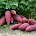Red Japanese Sweet Potato Slips – 10 Organic Cuttings – Ipomoea batatas – Edible Root, Sweet Potato Vine, Organic Gardening, Fast Shipping