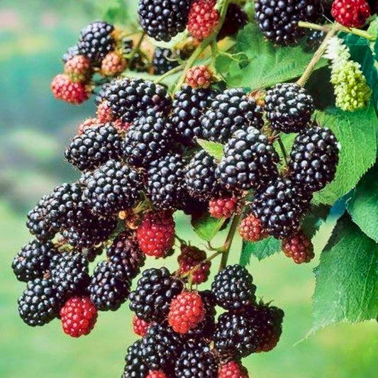 Southern Blackberry Plants Rubus fruticosus Thornless Live Roots 2-3ft Tall, Fast Growing Blackberry Bushes, Bare Root, Starter Plant