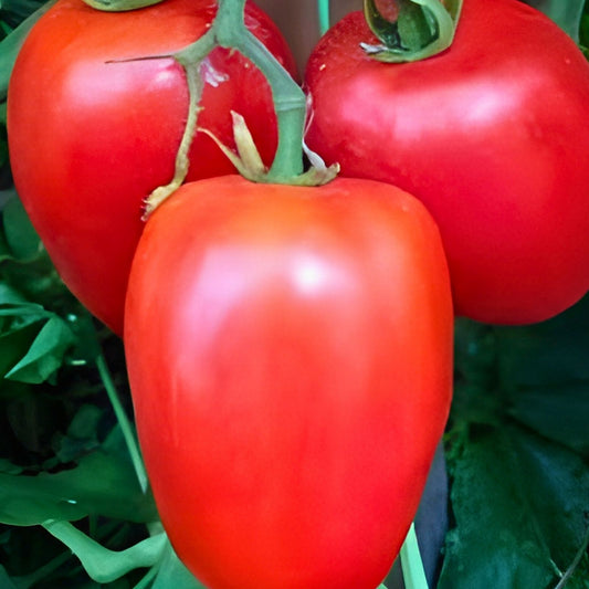 Heirloom Vegetable Seeds Collection 10 Varieties Non-GMO Organic Garden Seeds for Home Vegetable Garden