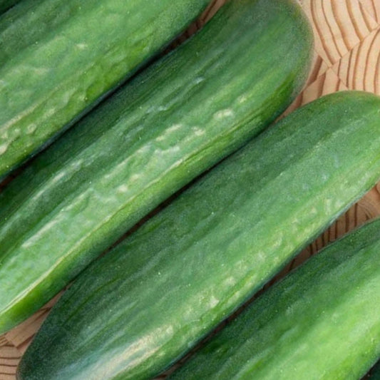 Mini Cucumber Seeds Picolino Variety 10 Pack – Vegetable Seeds for Garden, 5-6 Inch Cucumis sativus, Live Plant or Cutting