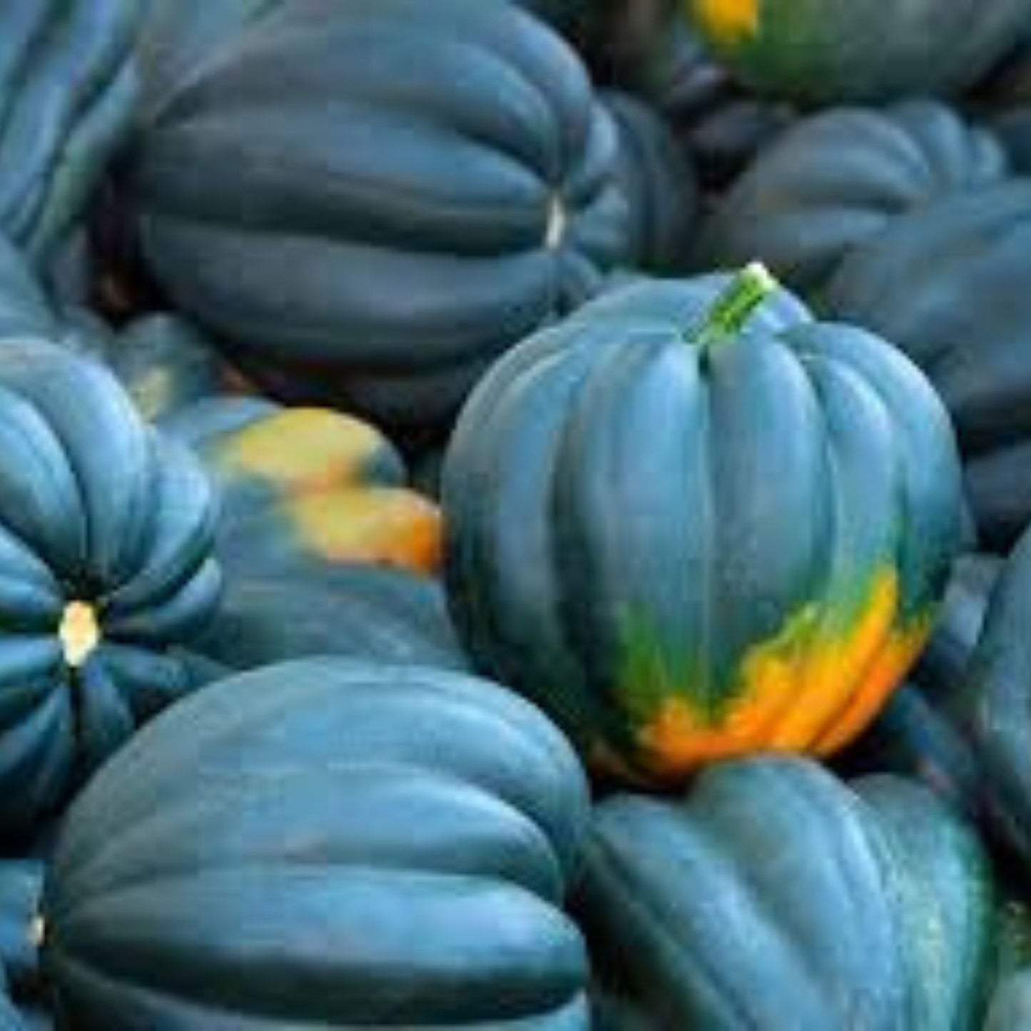 Acorn Squash Seeds 50 Pack King Table Variety Cucurbita pepo Edible Vegetable Gardening Seeds