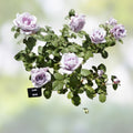 Blue Girl Rose Bush Cuttings - Unrooted Live Flower Plants - Rosa 'Blue Girl' Variety