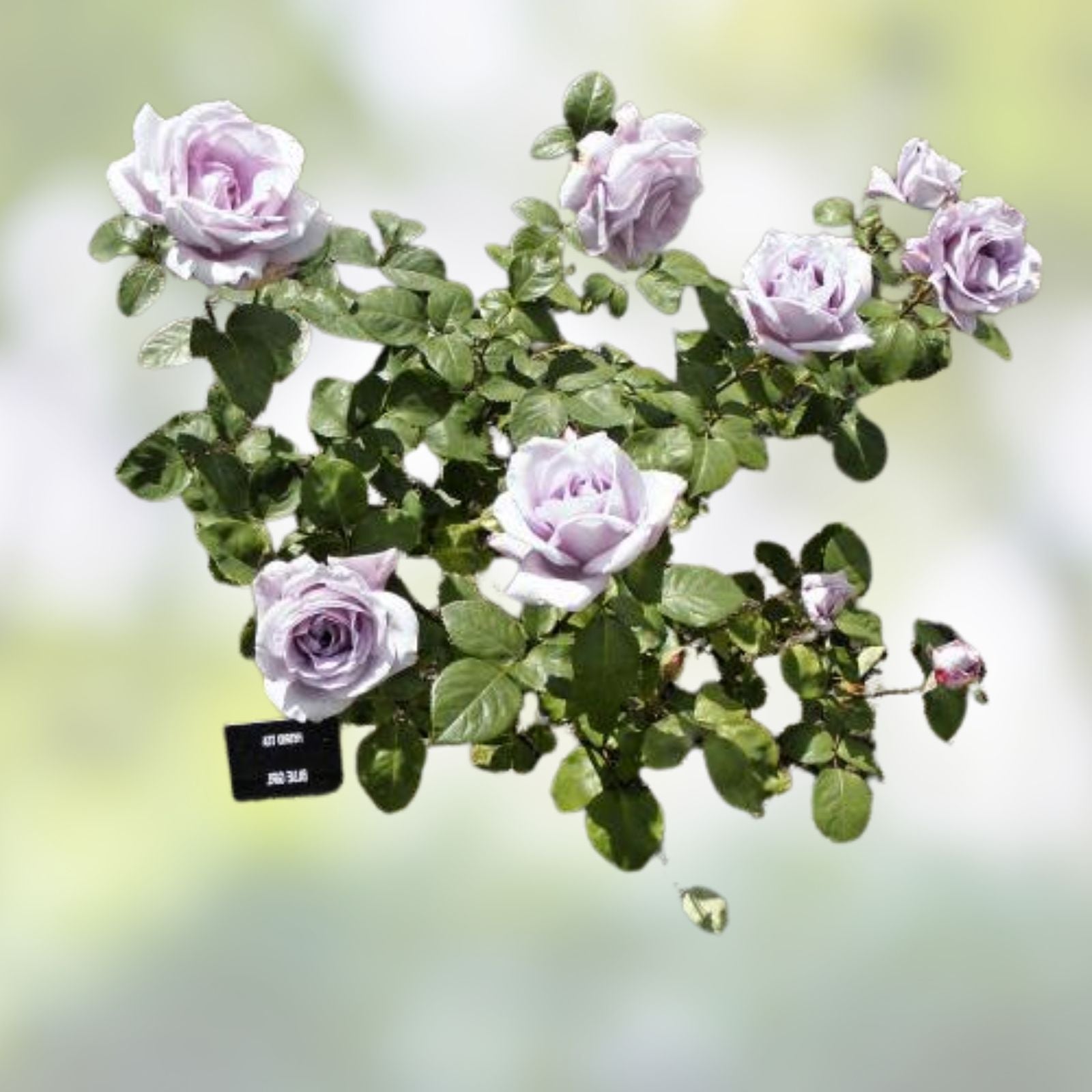 Blue Girl Rose Bush Cuttings - Unrooted Live Flower Plants - Rosa 'Blue Girl' Variety