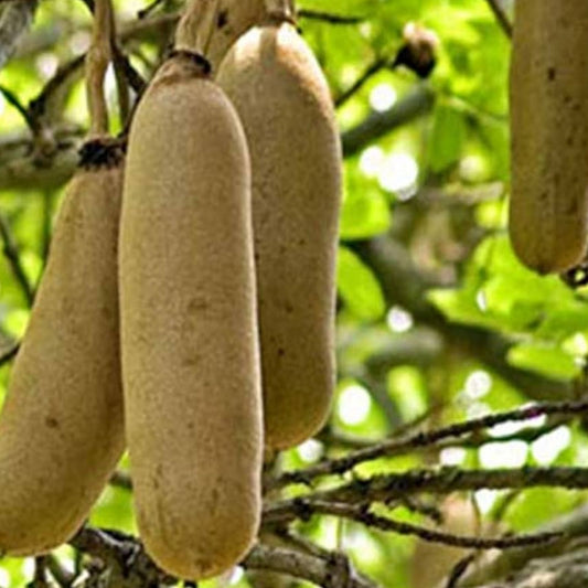 Kigelia africana Sausage Tree Seeds 10 Pack - Live Bare Root Plant for Gardening, Landscaping, Tree Starter