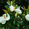 Southern Magnolia Trees 6-Pack, 10-Inch Live Plants, Magnolia grandiflora, Evergreen Shade Tree, Garden Landscape, Ornamental Plant