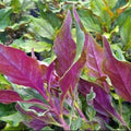 Okinawa Spinach Cuttings Gynura crepioides Live Plant Indoor Garden Starter 5 Inch Green Purple