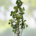 Hybrid Poplar Bonsai Tree Cuttings - Forest Style Indoor Outdoor Plant - Populus deltoides - Easy to Grow Fresh Stock