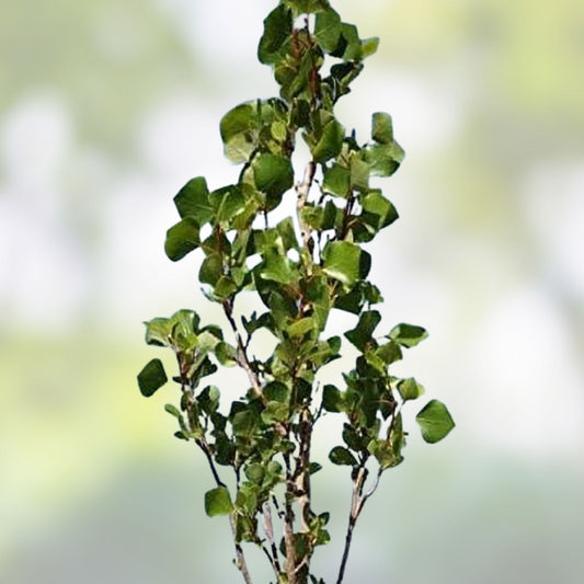 Hybrid Poplar Bonsai Tree Cuttings - Forest Style Indoor Outdoor Plant - Populus deltoides - Easy to Grow Fresh Stock