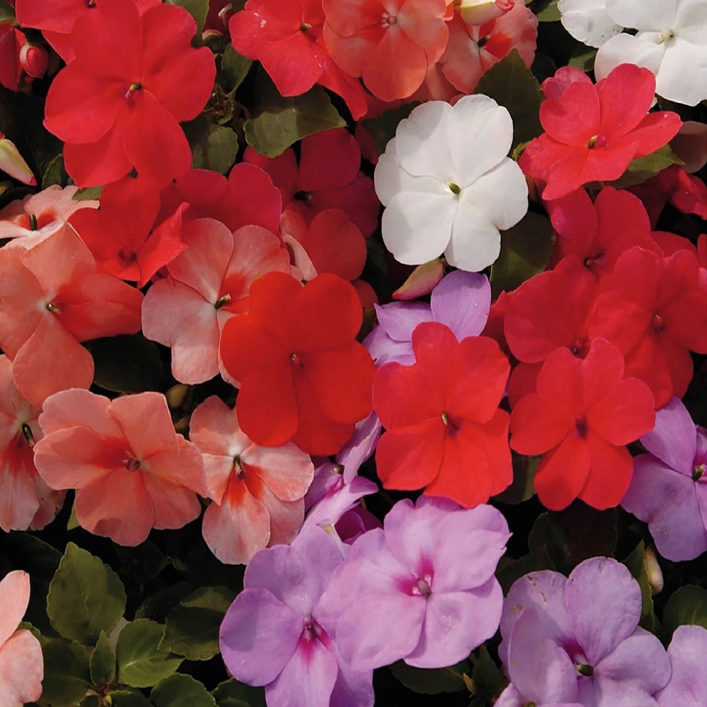 Impatiens Seeds 1000 Pack Royal Red Walleriana Flowering Plant for Garden Patio Container Sun Shade