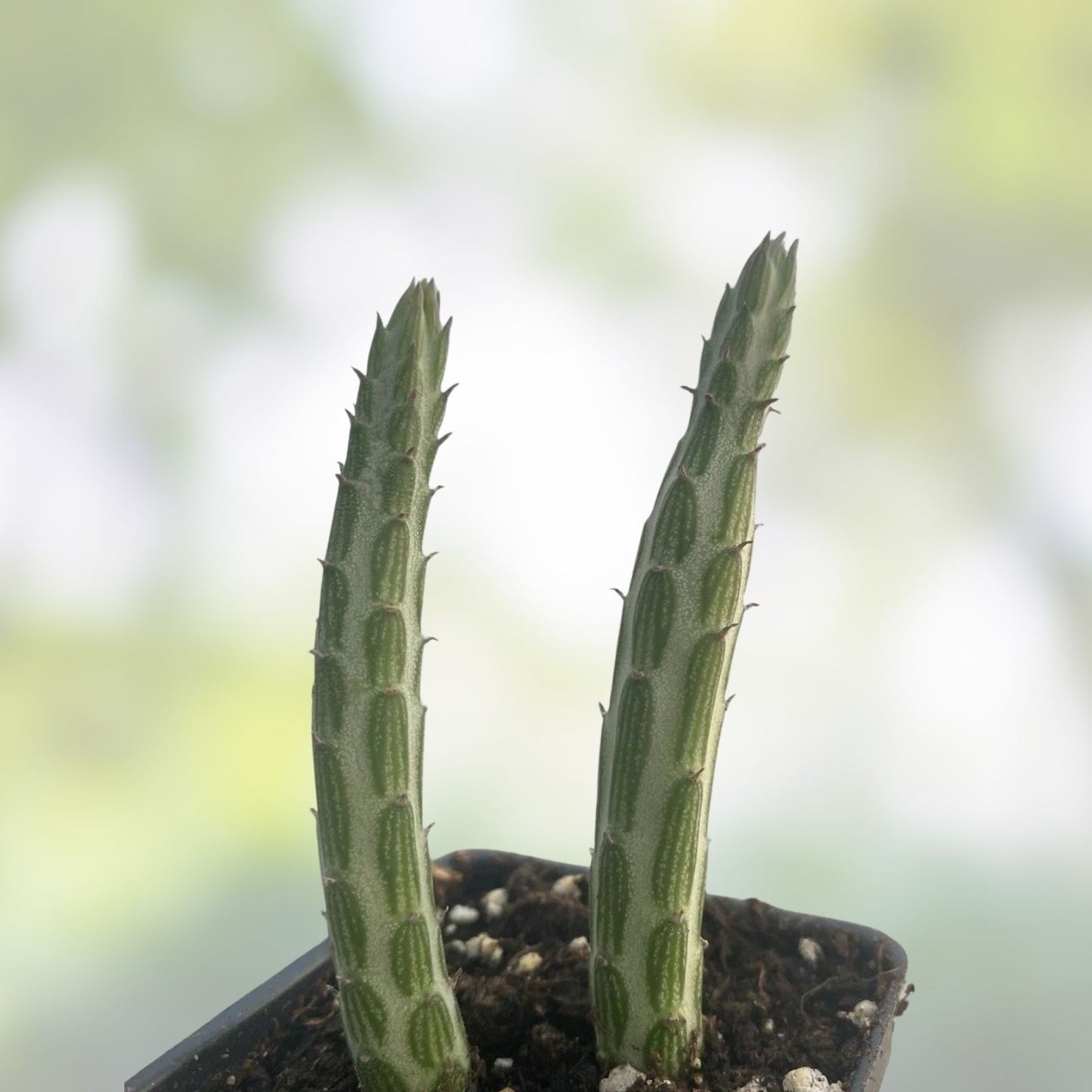 Kleiniia senecio stepiliformis Succulent Cuttings, Rooted Pickle Plant, Indoor Houseplant, Live Plant, Starter Plant