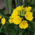 Evening Primrose Seeds Oenothera biennis Organic Dwarf Perennial Live Plant Starter Bare Root 200 Seeds