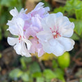 White Pink Pelargonium Peltatum Trailing Ivy Geranium Live Plant 2x6" Cutting Indoor Outdoor Houseplant