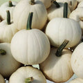 Smooth Bitter Melon Seeds 10 Pack - Rare Momordica charantia Vegetable Seeds for Planting - Fast Growing