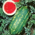 Stargazer Watermelon Seeds 20 Organic Non-GMO Heirloom Watermelon Plant Seeds USA Grown