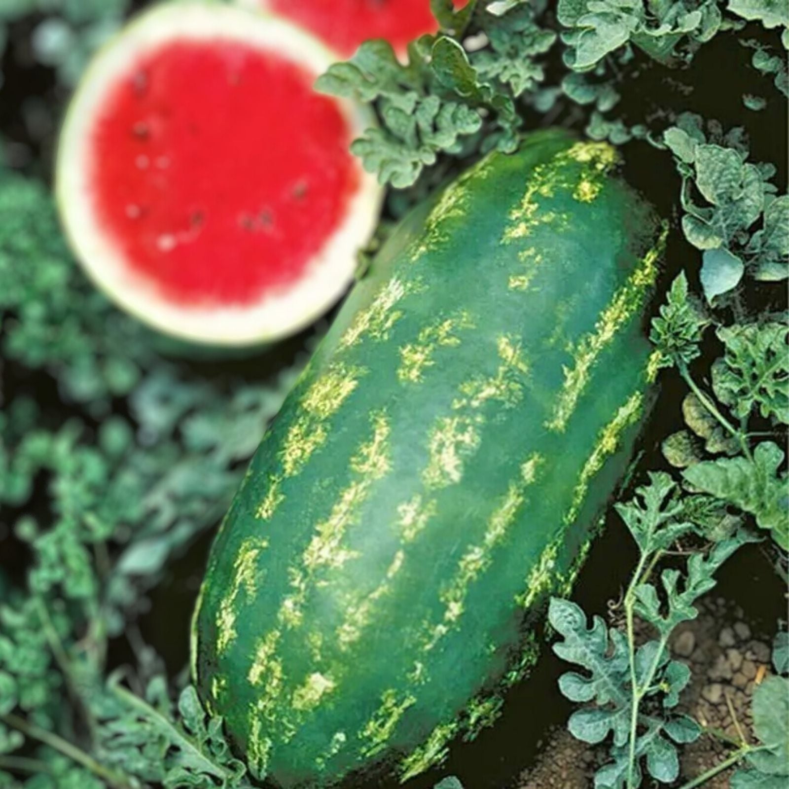 Stargazer Watermelon Seeds 20 Organic Non-GMO Heirloom Watermelon Plant Seeds USA Grown