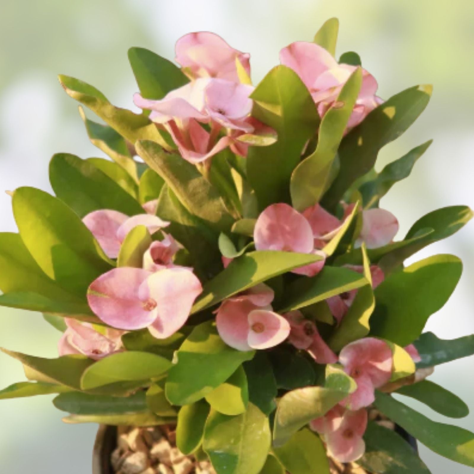 Thai Hybrid Crown of Thorns Rooted Cutting - Pink Mix, Euphorbia milii, Succulent Indoor Plant, Easy Care, Fast Growing