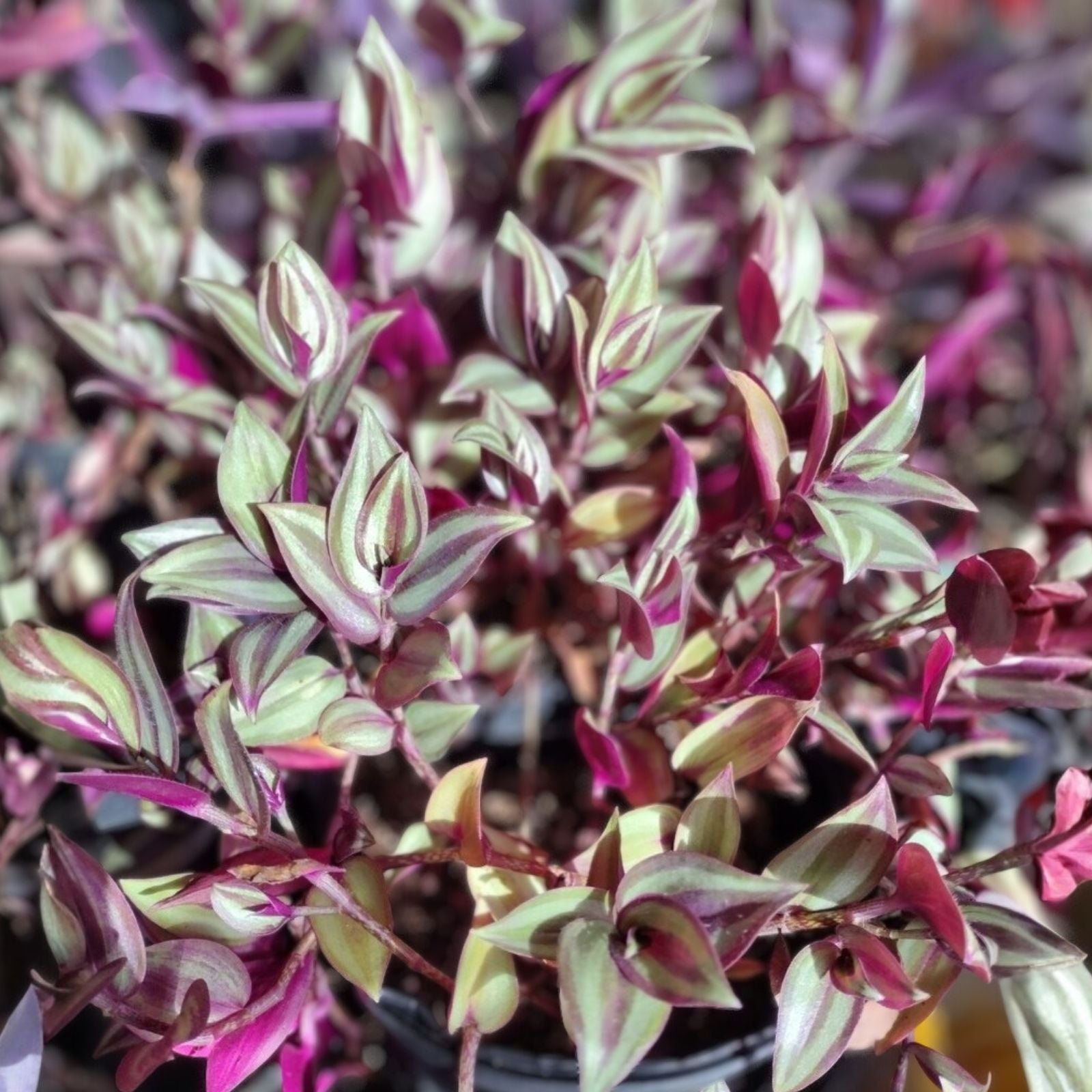 Tradescantia Zebrina Cuttings 20 pcs Wandering Jew Houseplant Live Plant Easy Care Bright Green Silver Foliage