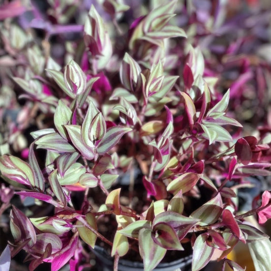 Tradescantia Zebrina Cuttings 20 pcs Wandering Jew Houseplant Live Plant Easy Care Bright Green Silver Foliage