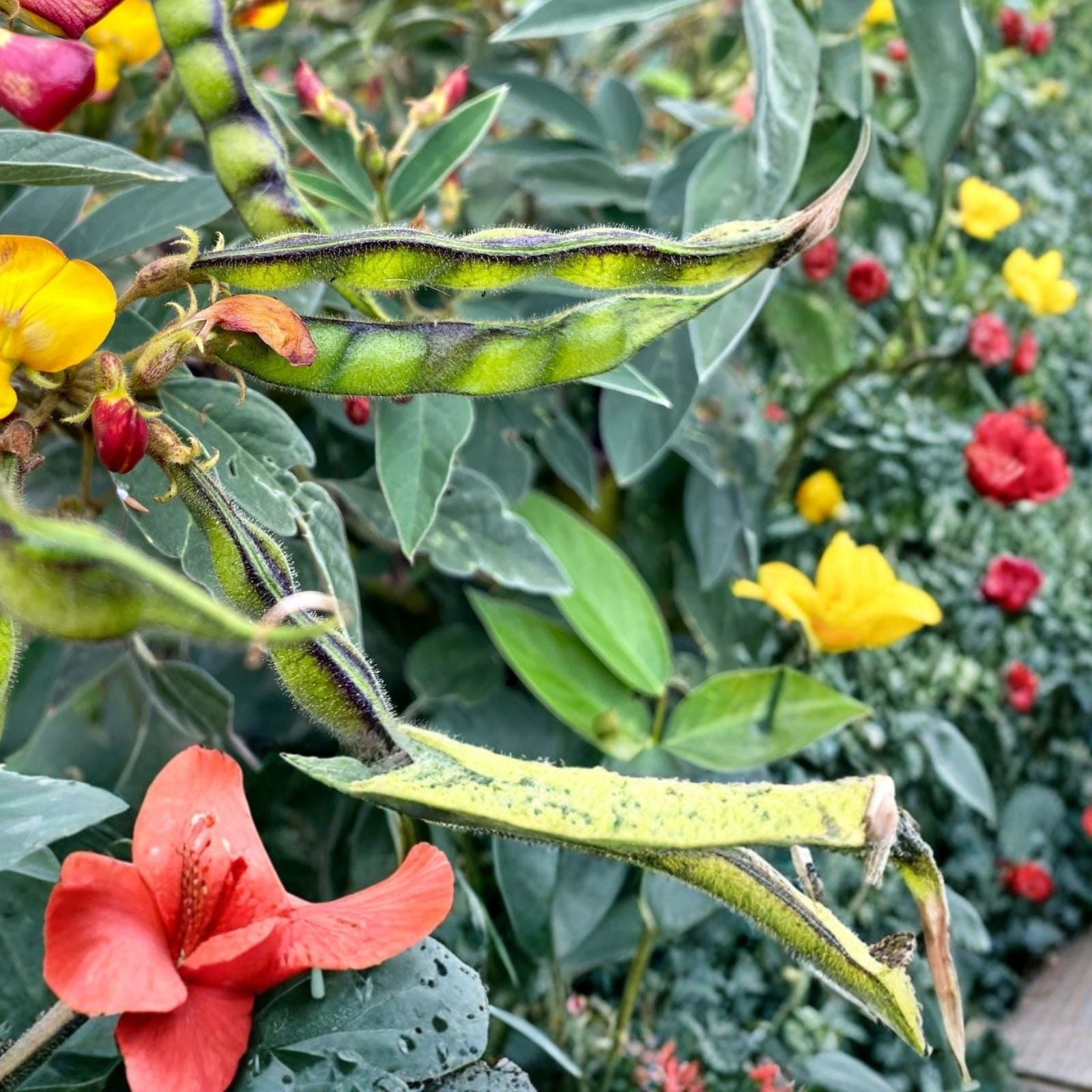Pigeon Pea Seeds Cajanus cajan Non-GMO Live Plant Cutting Bare Root Starter for Farming Garden Home