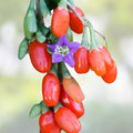 Goji Berry Cuttings Lycium barbarum Live Plant Starter Bare Root Clippings Bulk Wholesale
