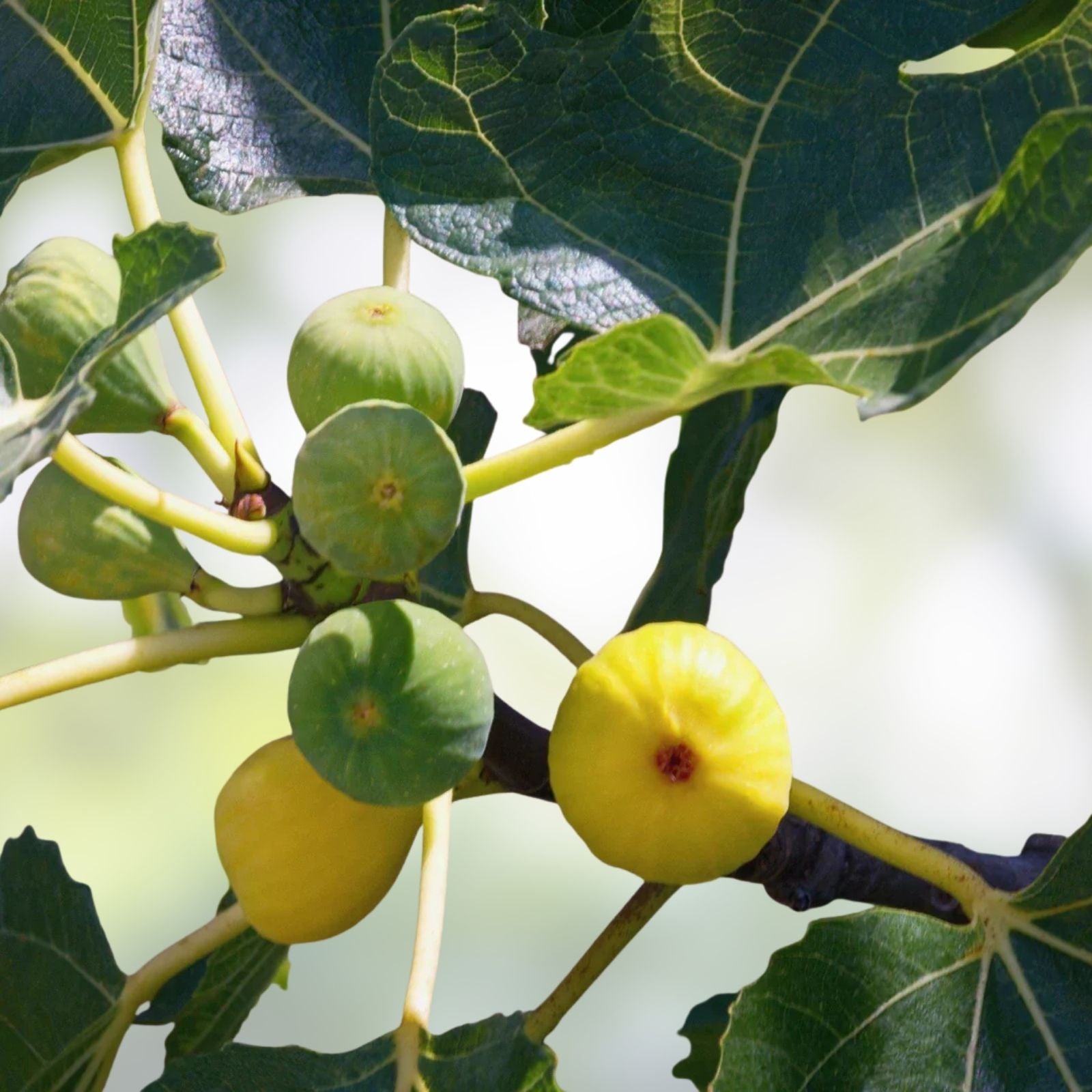 Green Ischia Fig Tree Cuttings 3 Pack Ficus carica Live Plants Hardy in Zones 7-10 for Garden, Houseplant, Starter Plant