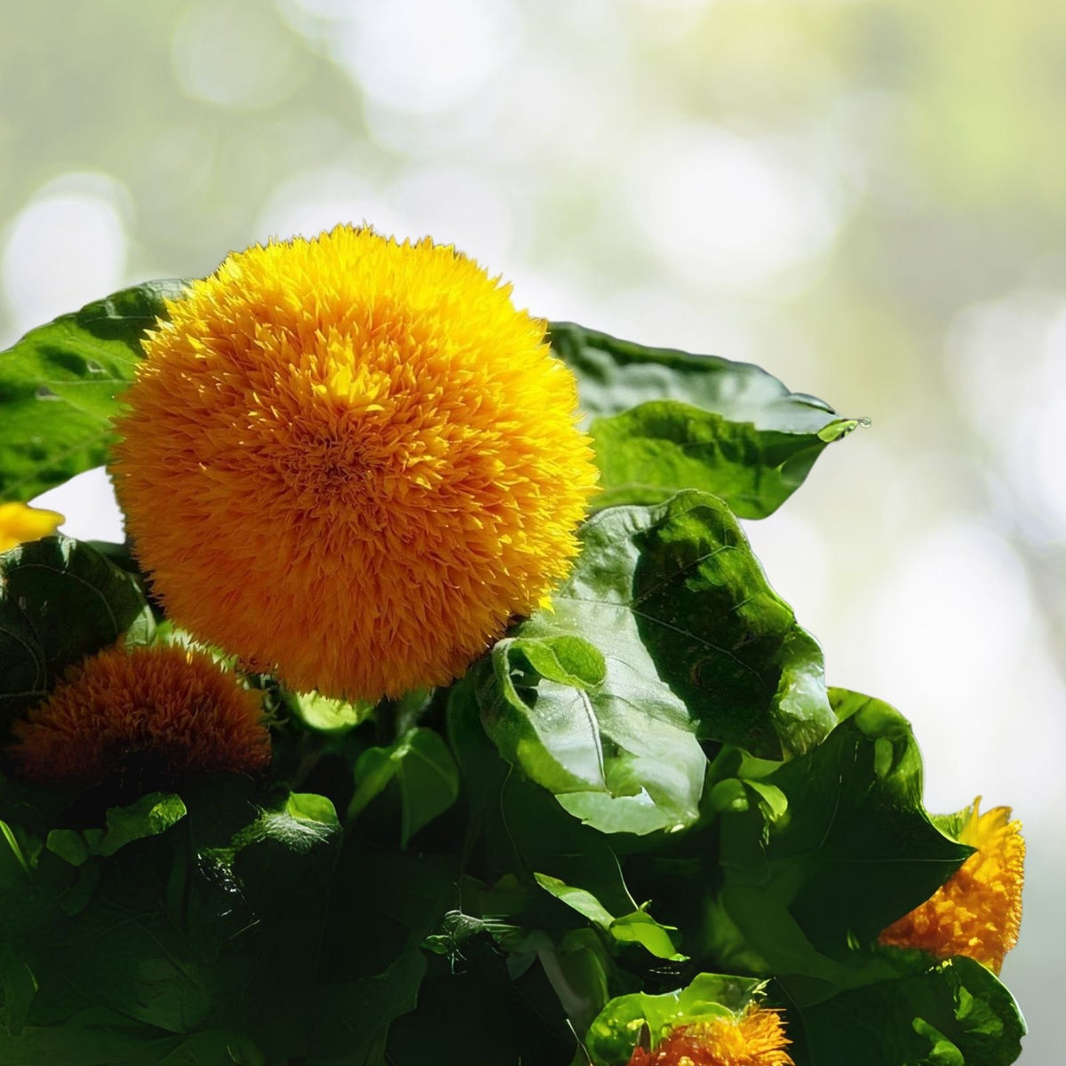Teddy Bear Sunflower Seeds | 50+ Seeds | Exotic Garden Flower | Helianthus annuus