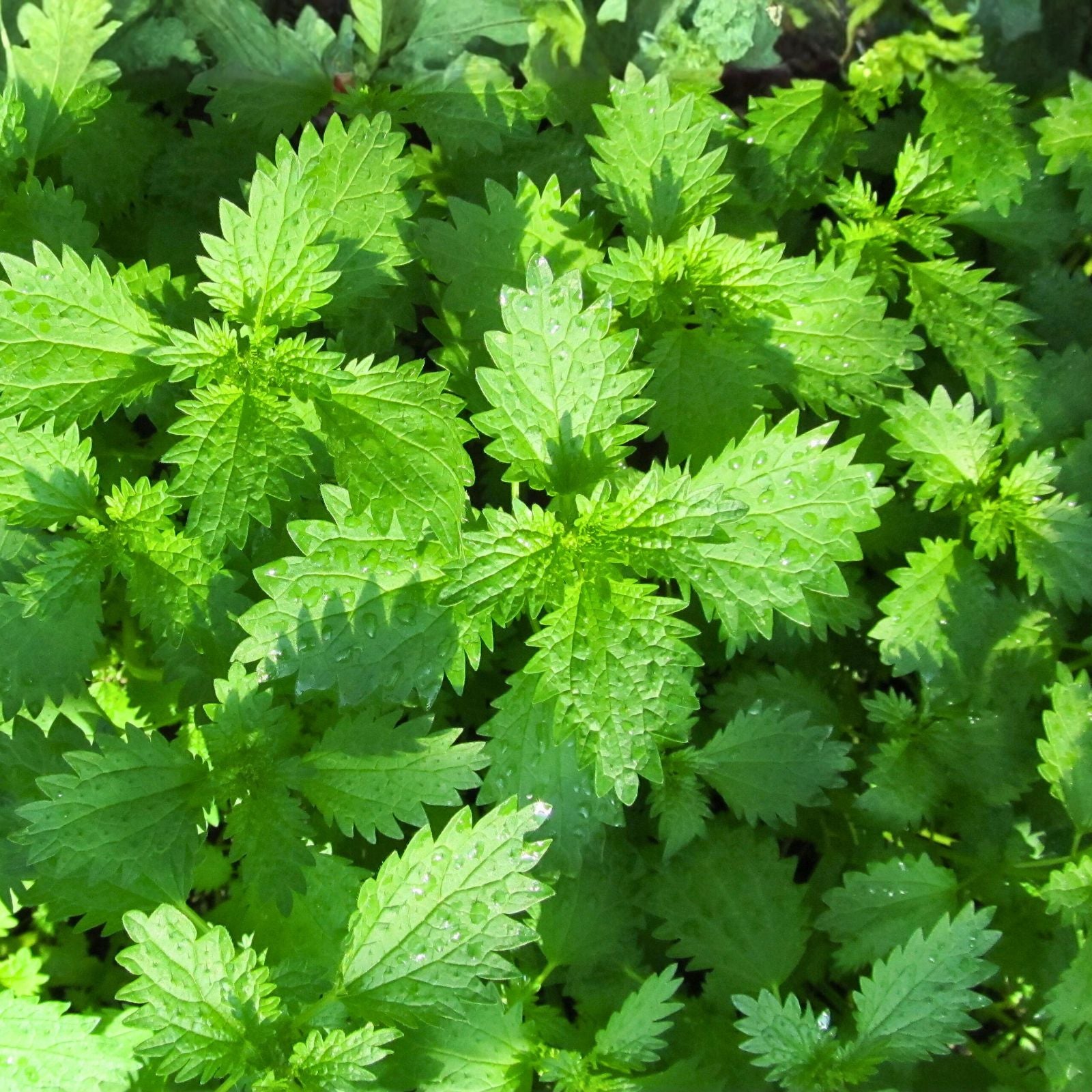 Anise Seeds 200+ Heirloom Culinary Herb Spice Pimpinella anisum Live Plant Cutting Bare Root Starter Plant
