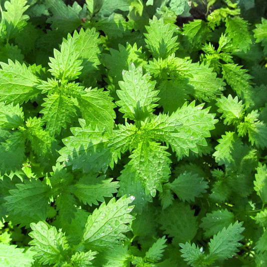Anise Seeds 200+ Heirloom Culinary Herb Spice Pimpinella anisum Live Plant Cutting Bare Root Starter Plant