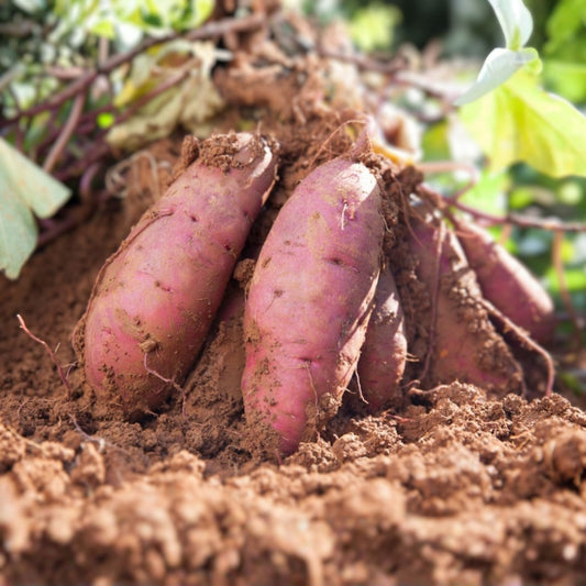 Japanese Molokai Sweet Purple Potato Slips 35 Count Organic Ipomoea batatas Houseplant Cutting
