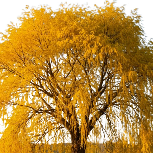 Golden Willow Tree Cuttings 10 Pack Salix alba var. vitellina Live Hardwood Garden Starter Plants