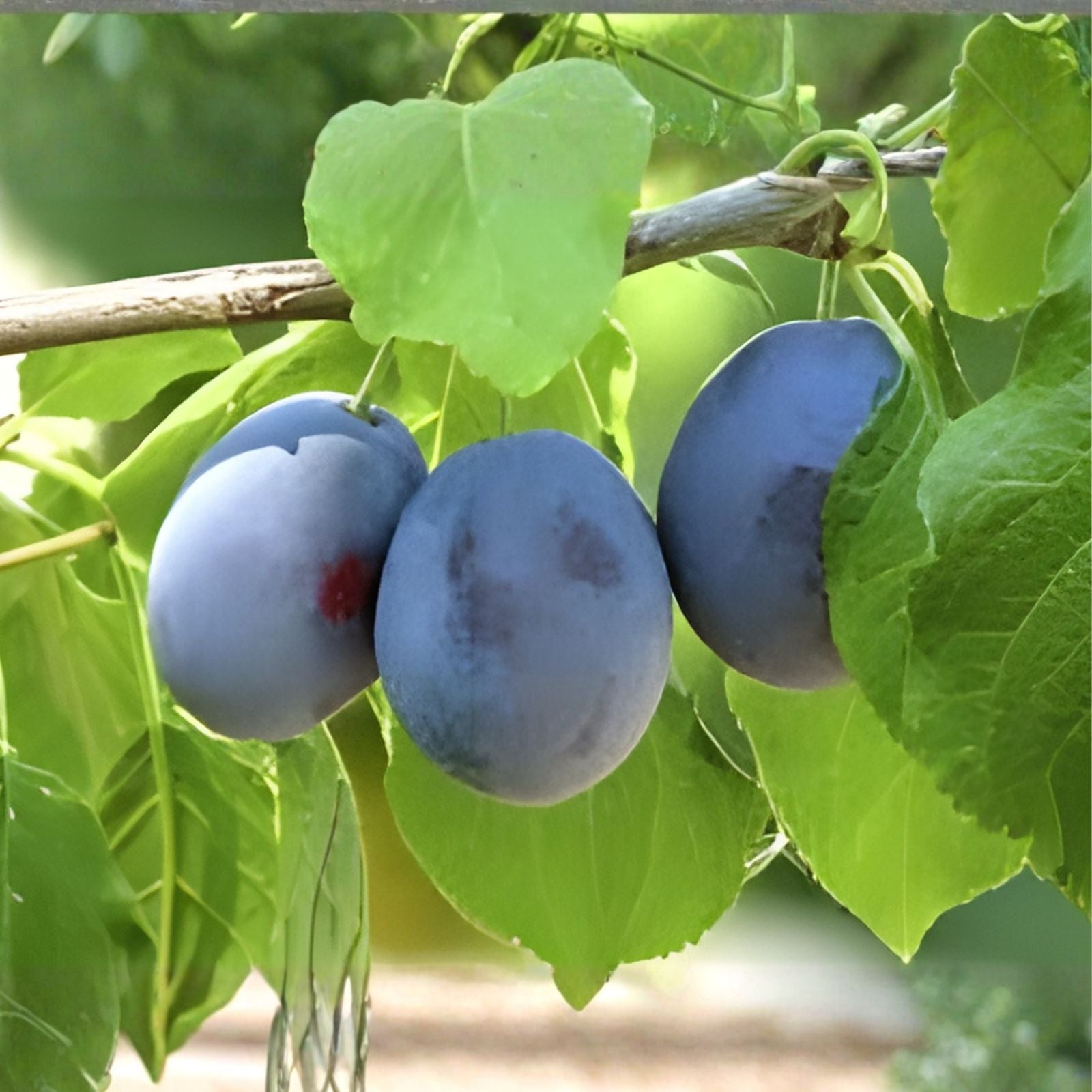 Organic Damson Blue Plum Tree Cuttings – 5 Unrooted Propagation Cuttings for Home Garden Prunus domestica