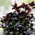 Zebrina Silver Wandering Jew Cuttings - Indoor Houseplant, Variegated Tradescantia, Live Starter Plant, 2" or 4" Pot