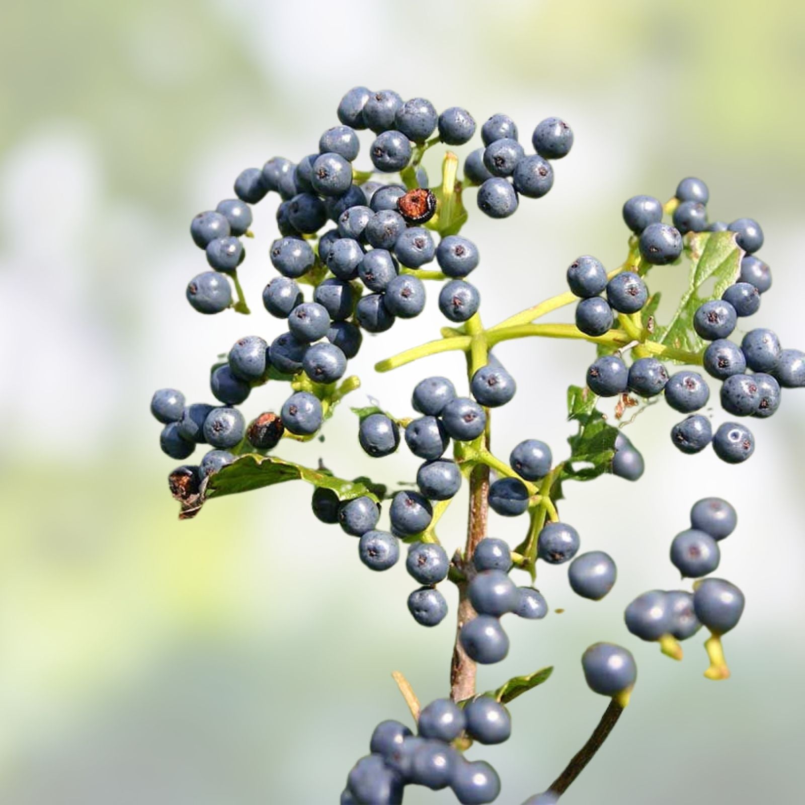Arrowwood Viburnum Shrub Set of 2 Bare Root Viburnum dentatum Deciduous Bush Landscaping Plant Zones 5-9