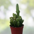Acanthocereus Tetragonus Cutting 6 Inch Triangle Cactus White Pitaya Succulent Live Plant