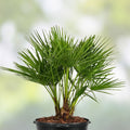 Mediterranean Fan Palm Tree Chamaerops Humilis 7 Gal Pot 40" Tall Drought Tolerant Ornamental Garden Plant