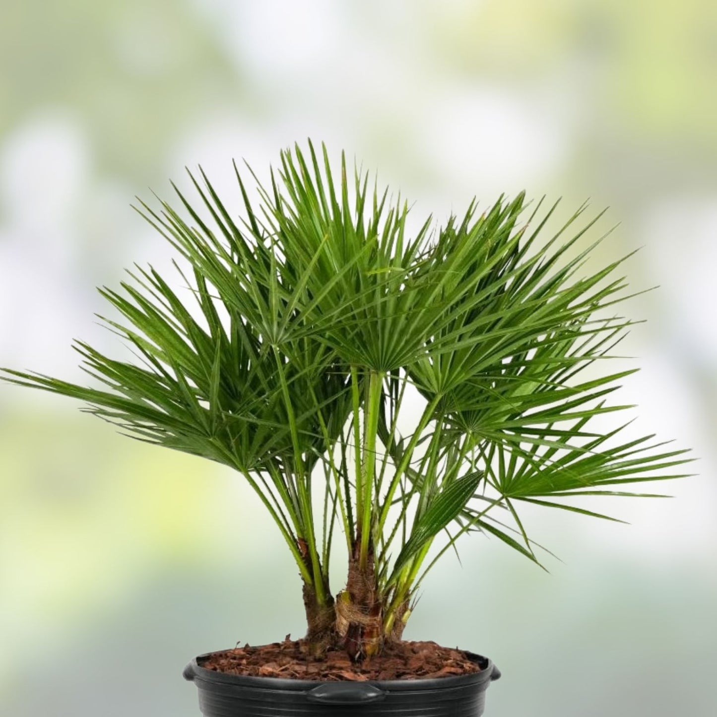 Mediterranean Fan Palm Tree Chamaerops Humilis 7 Gal Pot 40" Tall Drought Tolerant Ornamental Garden Plant