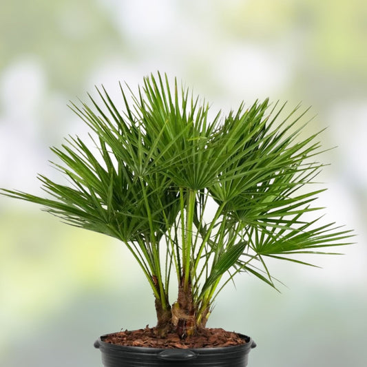 Mediterranean Fan Palm Tree Chamaerops Humilis 7 Gal Pot 40" Tall Drought Tolerant Ornamental Garden Plant
