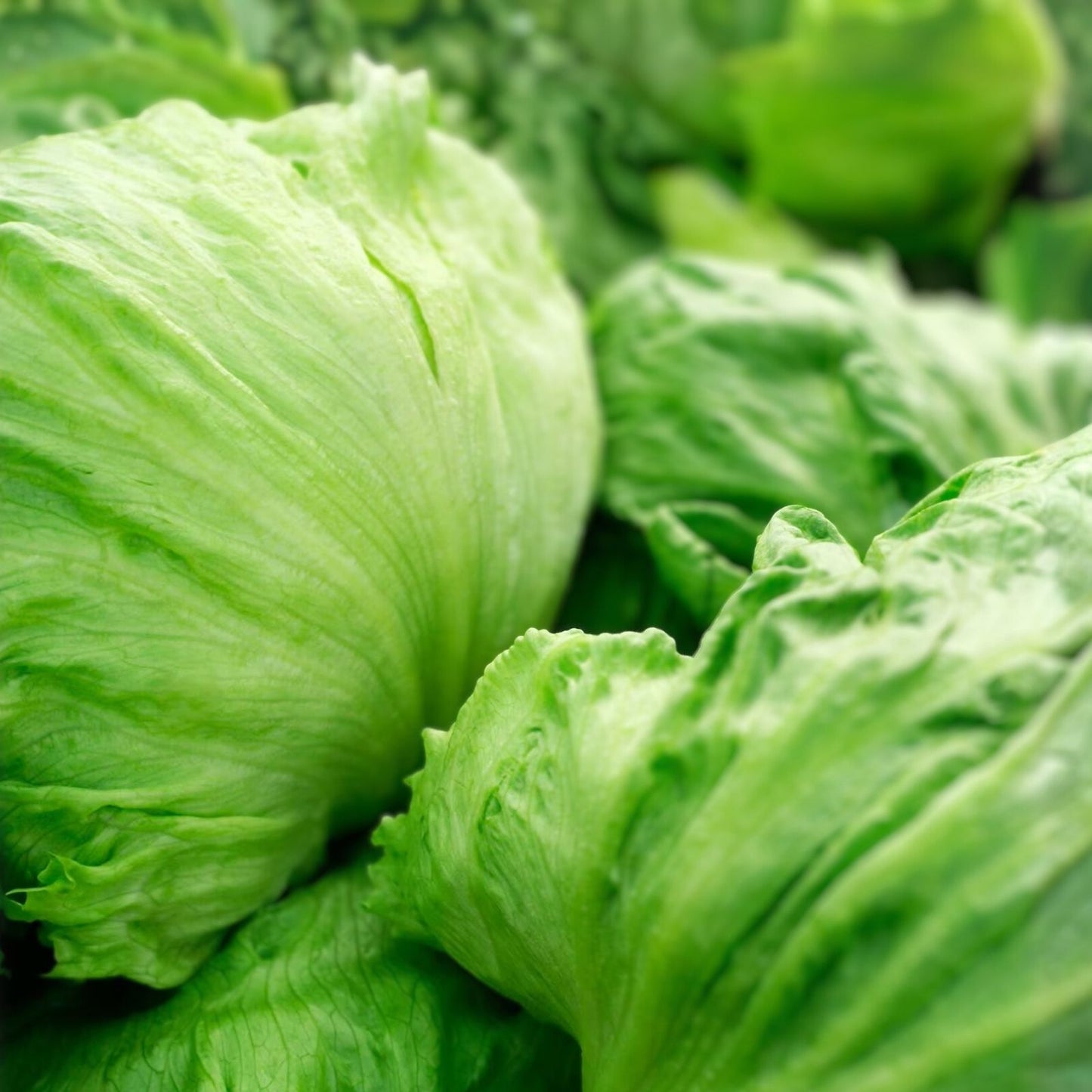 Iceberg Lettuce Seeds 500 Non-GMO Heirloom Large Head Lettuce Planting, Lactuca sativa, Garden Starter, Live Plant, Cutting, Bare Root