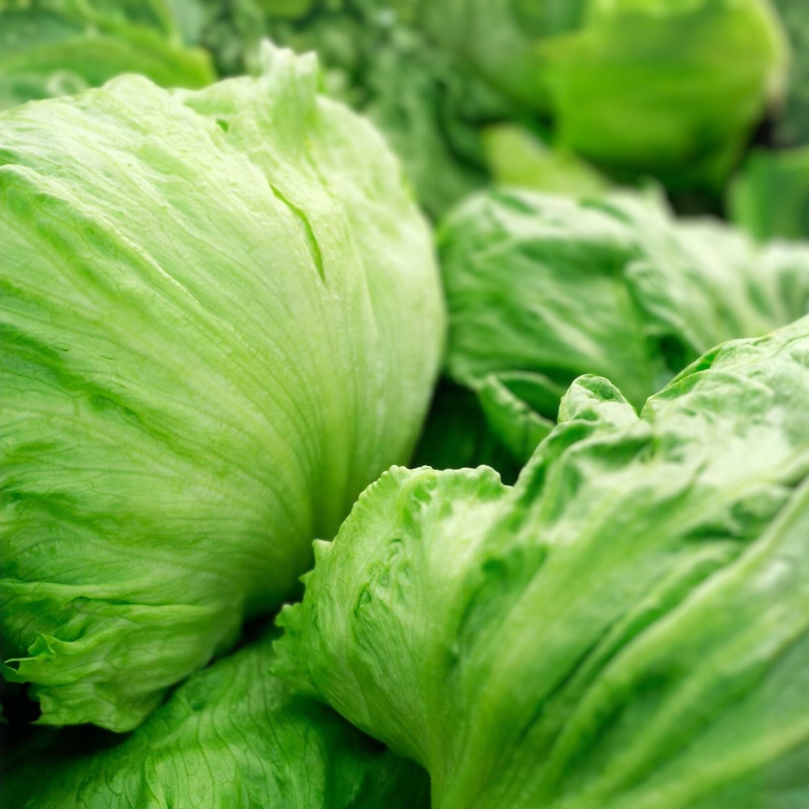 Iceberg Lettuce Seeds 500 Non-GMO Heirloom Large Head Lettuce Planting, Lactuca sativa, Garden Starter, Live Plant, Cutting, Bare Root