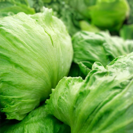 Iceberg Lettuce Seeds 500 Non-GMO Heirloom Large Head Lettuce Planting, Lactuca sativa, Garden Starter, Live Plant, Cutting, Bare Root